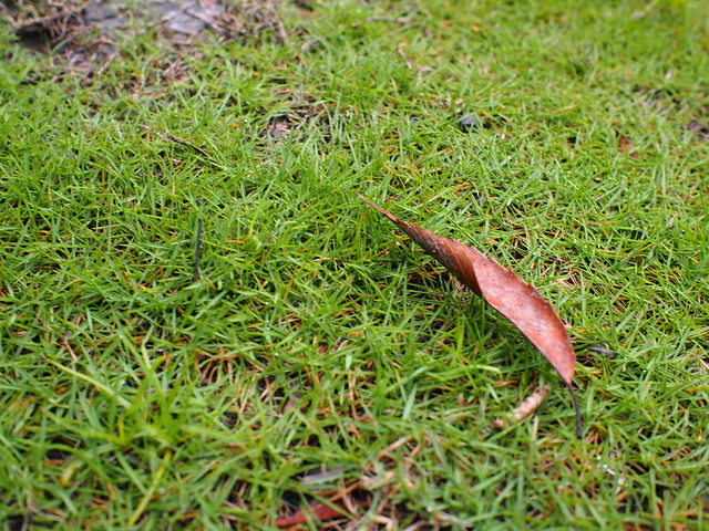 P1014474.JPG - 1040906第八露 拉拉山樂野(山蘇的故鄉)