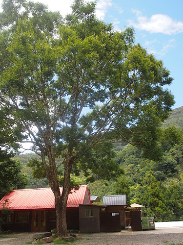 P1014512.JPG - 1040906第八露 拉拉山樂野(山蘇的故鄉)