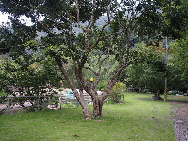 P1014467.JPG - 1040906第八露 拉拉山樂野(山蘇的故鄉)