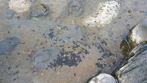 imag9135_20526143594_o.jpg - 1040906第八露 拉拉山樂野(山蘇的故鄉)