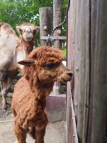P5219555.JPG - 1060521動物園農夫職人成長之路