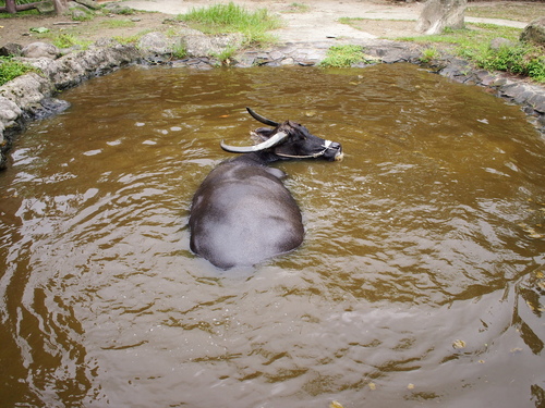 P5219637.JPG - 1060521動物園農夫職人成長之路