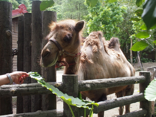 P5219540.JPG - 1060521動物園農夫職人成長之路