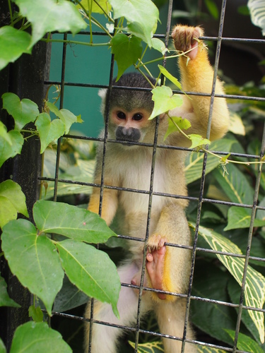 P5219627.JPG - 1060521動物園農夫職人成長之路